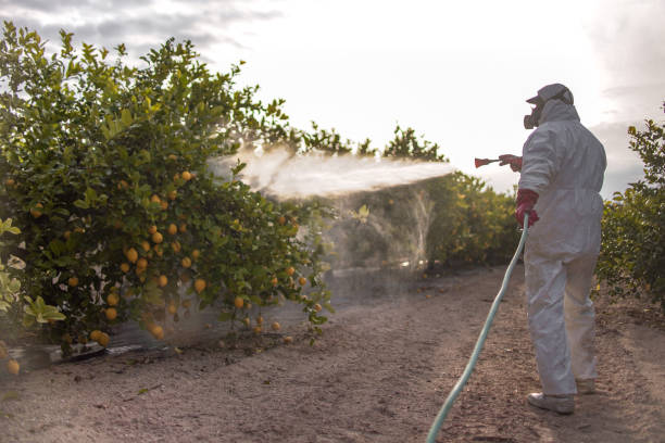 Best Spider Control Near Me  in Cross Roads, TX