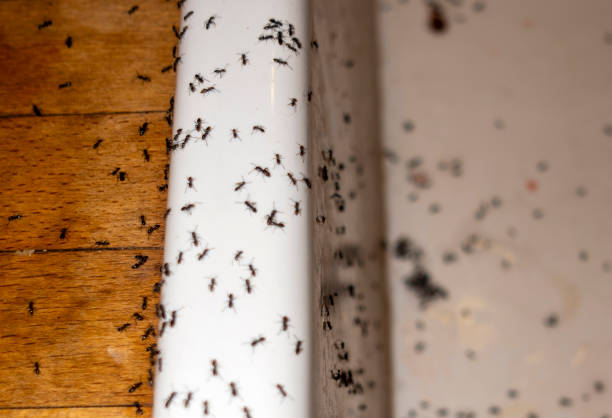  Cross Roads, TX Pest Control Pros