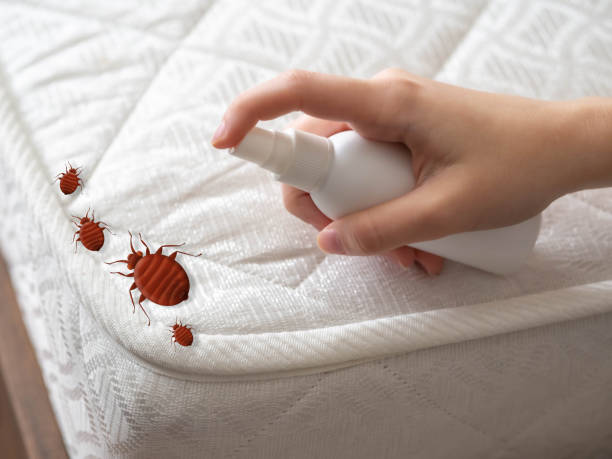 Best Mosquito Control Services  in Cross Roads, TX