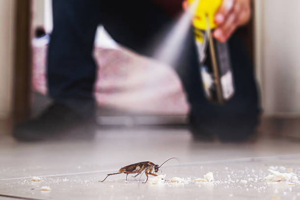 Best Bed Bug Extermination  in Cross Roads, TX