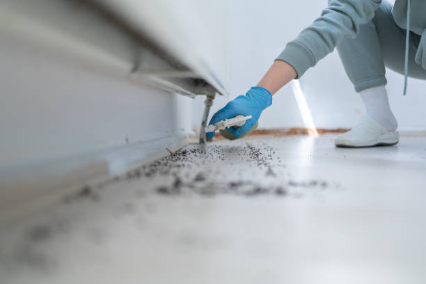 Best Pest Removal Services  in Cross Roads, TX